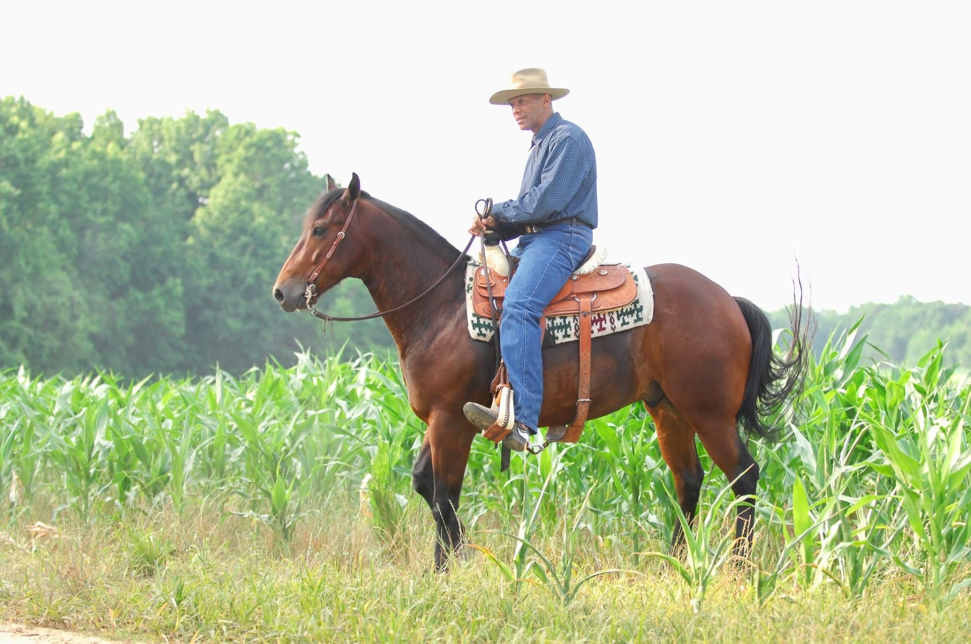 Rider on horseback beside a Maryland cornfield